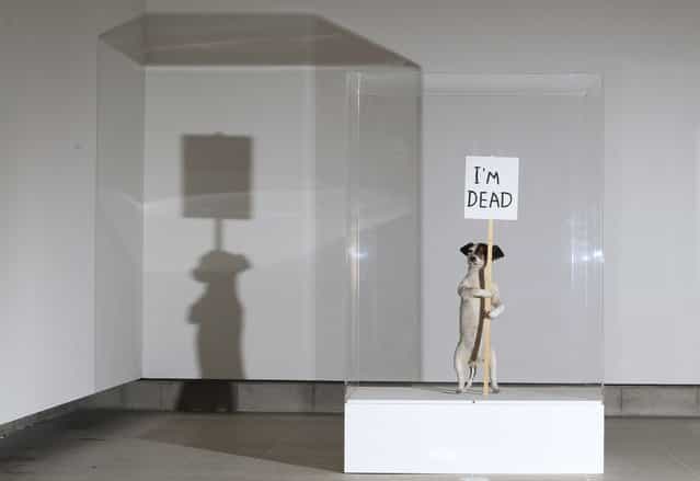 An artwork of a taxidermied Jack Russell terrier entitled [I'm Dead] (2010) is displayed during a media viewing of artist David Shrigley's first major UK exhibition at the Hayward Gallery in London January 31, 2012. (Photo by Olivia Harris/Reuters)