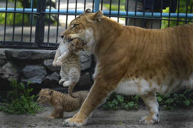 In this Tuesday, June 18, 2013 photo Zita, a liger, half-lioness, half-tiger, carries her one month old liliger cub in the Novosibirsk Zoo. The cub's father is a lion, Sam. (Photo by Ilnar Salakhiev/AP Photo)