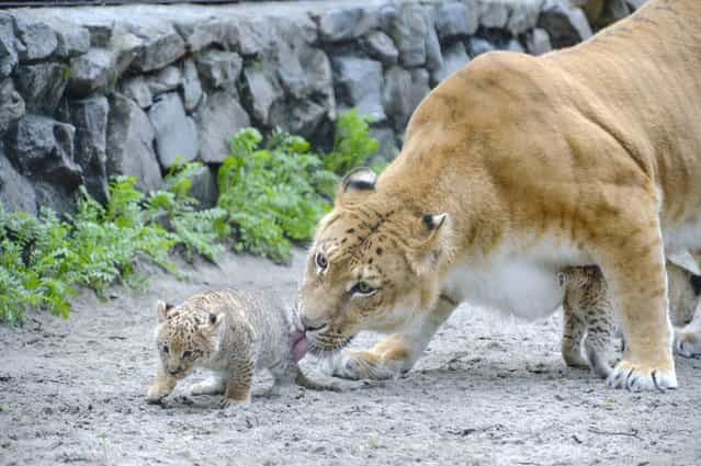 In this Tuesday, June18, 2013 photo Zita, a liger, half-lioness, half-tiger, licks her one month old liliger cub in the Novosibirsk Zoo. The cub's father is a lion, Sam. (Photo by Ilnar Salakhiev/AP Photo)