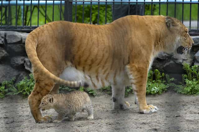 In this Tuesday, June 18, 2013 photo Zita, a liger, half-lioness, half-tiger stands with her one month old liliger cub in the Novosibirsk Zoo. The cub's father is a lion, Sam. (Photo by Ilnar Salakhiev/AP Photo)