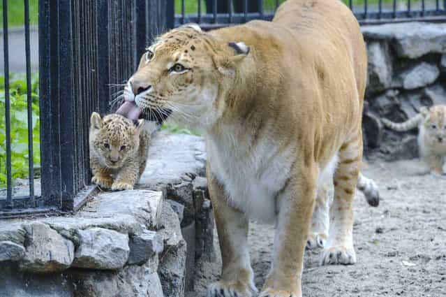 In this Tuesday, June 18, 2013 photo Zita, a liger, half-lioness, half-tiger, licks her one month old liliger cub in the Novosibirsk Zoo. The cub's father is a lion, Sam. (Photo by Ilnar Salakhiev/AP Photo)