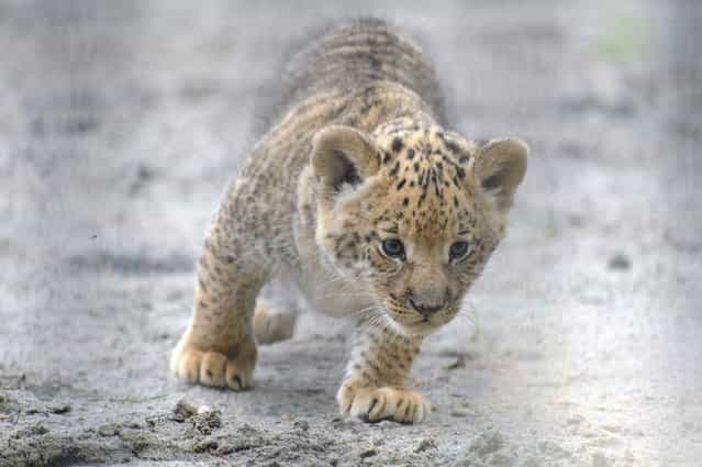 In this Tuesday, June18, 2013 photo, a month-old liliger cub walks in Novosibirsk Zoo. The cub's mother is Zita, a liger – half-lioness, half-tiger, and father is a lion, Sam. (Photo by Ilnar Salakhiev/AP Photo)