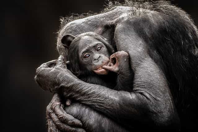 [One Mothers Love]. I love watching the affection and attention that Bonobos have for their young. They truly are a wonderful species of ape. Location: Jacksonville Zoo, Jacksonville, Florida, USA. (Photo and caption by Graham McGeorge/National Geographic Traveler Photo Contest)
