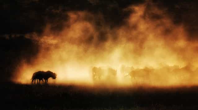 [Shadows in dust]. A herd of wildebeest kick up dust at sunset, revealing their shadows. Location: Kuruman, South Africa. (Photo and caption by Max Seigal/National Geographic Traveler Photo Contest)