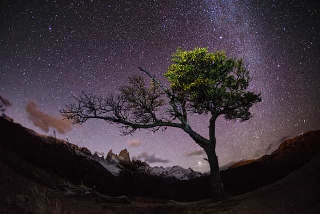 [Midnight Tree]. I hiked several hours through the night in Patagonia to find a tree I had seen a few days earlier and photograph it with the night sky. (Photo and caption by Max Seigal/National Geographic Traveler Photo Contest)