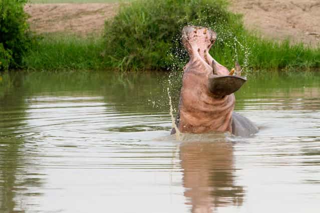 [Angry Hippo]. This was taking on a safari on private reserve in South Africa called Timbavati. (Photo and caption by Joey Senft/National Geographic Traveler Photo Contest)