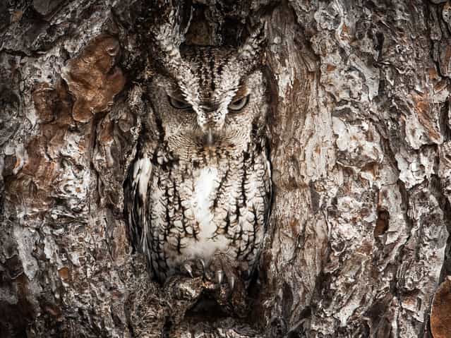 Merit Winner: [Portrait of an Eastern Screech Owl]. Masters of disguise. The Eastern Screech Owl is seen here doing what they do best. You better have a sharp eye to spot these little birds of prey. Location: Okefenokee Swamp, Georgia, USA. (Photo and caption by Graham McGeorge/National Geographic Traveler Photo Contest)
