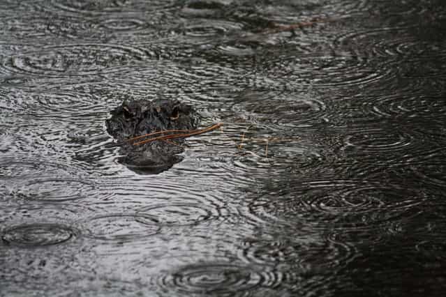 [In the Rain]. This photograph was taken while I was on vacation in South Carolina. It was a rainy miserable day until I happened uppon this alligator hanging out in a local pond. Location: Hilton Head, South Carolina, USA. (Photo and caption by Kandace Stroupe/National Geographic Traveler Photo Contest)