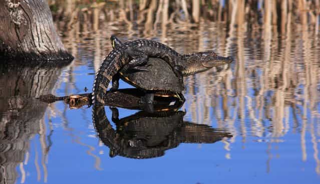 [Unexpected Alliance]. I have seen alligators and turtles together in ponds before, but never like this! I was at Bluebill Pond in Harris Neck NWR when I saw what I thought was an alligator sunning itself on a stump. As I got closer I realized that it was actually perched on the back of a turtle! I wish I had been there to witness how this surprising esprit de corps had came to pass! Location: Harris Neck National Wildlife Refuge, Townsend, GA, USA. (Photo and caption by Mary Ellen Urbanski/National Geographic Traveler Photo Contest)
