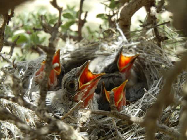 [In Seeking Food!] Hungry birds waiting for mother! Location: Derak Mountain, Shiraz, Iran. (Photo and caption by Nariman Noorbakhsh Sabet/National Geographic Traveler Photo Contest)