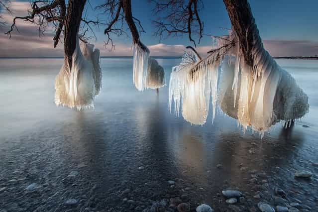 [Tree of Ice]. Taken on the shores of Lake Ontario, Whitby, Canada . A fallen tree stretches out into the lake and as a combination of ice cold water and freezing temperatures hit the tree its freezes on contact and in time creates some beautiful ice structures. (Photo and caption by Charles Corbin/National Geographic Traveler Photo Contest)