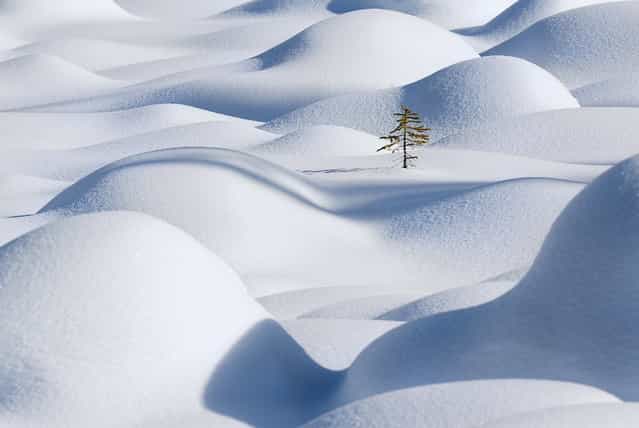 [Standing in the waves]. Imagine yourself is this lone tree, standing in the snow waves. You might not be able to realize that you just became the main subject of an image, but you do realize something beautiful is happening. Location: Jasper national park, AB, Canada. (Photo and caption by Victor Liu/National Geographic Traveler Photo Contest)
