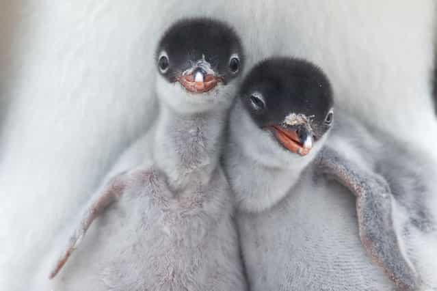 [Gentoo Chicks]. Two newly hatched Gentoo Penguin chicks get their first glimpse at the Antarctic wilderness. Location: Port Lockroy, Antarctic Peninsula. (Photo and caption by Richard Sidey/National Geographic Traveler Photo Contest)