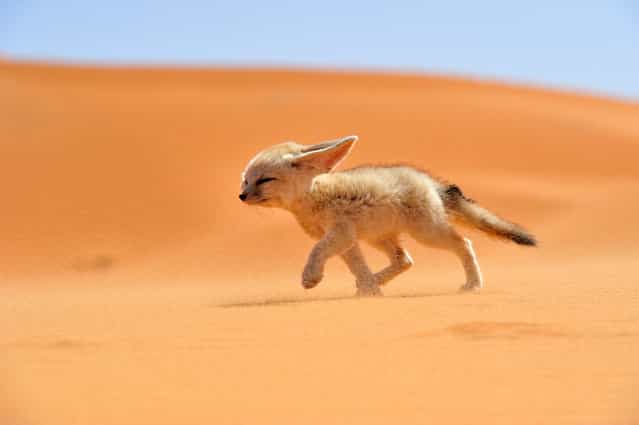 [Fénec – The soul of the desert]. The fennec, or desert fox is a canine mammal species of the genus Vulpes, which inhabits the Sahara Desert and Arabia. With its features ears, this is the smallest species of the family Canidae. It is endangered and its main threat is illegal in other countries. Location: Morocco. (Photo and caption by Francisco Mingorance/National Geographic Traveler Photo Contest)
