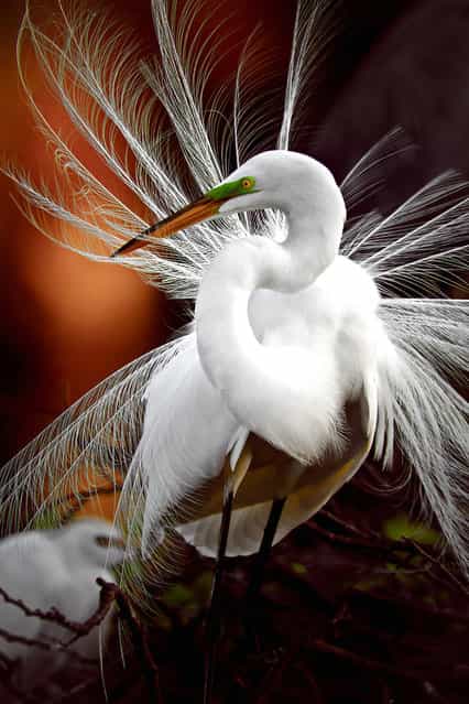 [Displaying]. Egret displaying sexual feathers. Location: Wakodahatchee Wetlands Delray Beach FL. (Photo and caption by Gretchen Kaplan/National Geographic Traveler Photo Contest)