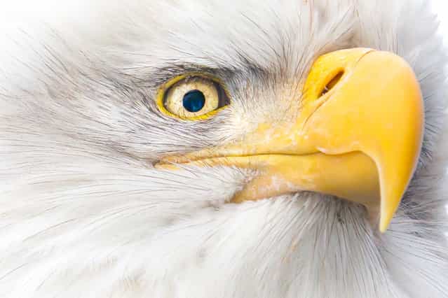 [Eye of the Eagle]. Bald Eagles, found only on the North American continent, can fly up to 30 mph and dive for their prey at speeds of up to 100 mph. An eagle's eye is only slightly smaller than a human's, but its sharpness is at least four times that of a person with perfect vision. With their keen eyesight, eagles can spot fish at distances of up to one mile. Along the Chilkat River, a warm water reservoir creates an opening in the ice that provides a fresh supply of late salmon and other fish during winter months. Location: Haines, Alaska. (Photo and caption by John Chaney/National Geographic Traveler Photo Contest)
