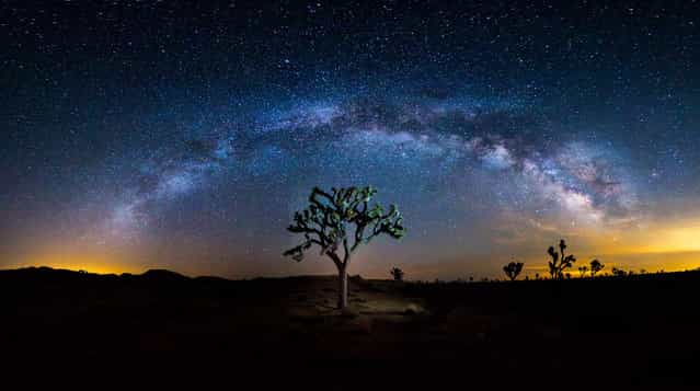 [The Wisdom Tree]. Milky way rising over the Joshua Tree in Joshua Tree National park, Calif. (Photo and caption by Manish Mamtani/National Geographic Traveler Photo Contest)