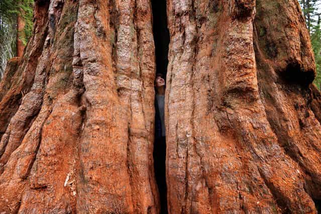 [In the Heart of the Giant Sequoia]. On my first trip to Sequoia National Park, I was blown away by the enormity of these massive trees. To illustrate their size, I took this self portrait from inside a cracked tree, which gives a sense of their scale. (Photo and caption by Max Seigal/National Geographic Traveler Photo Contest)