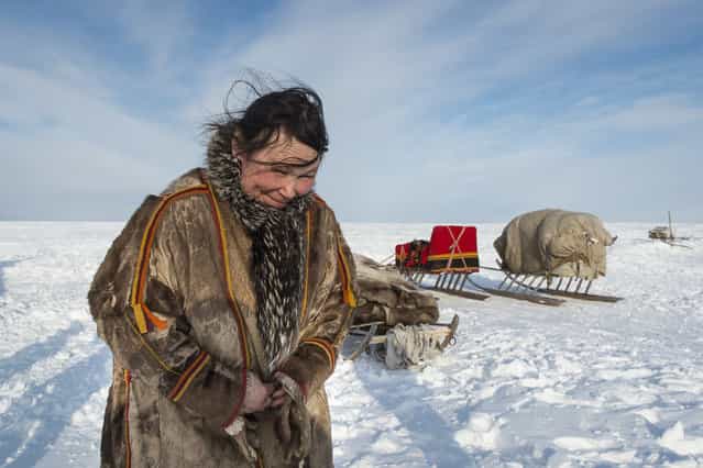 [Behind Polar Circle]. Mother of family in a Nenets settlement on peninsula Yamal (Puassia) prepares plagues for stacking on нарты before перездом on a new pasture. (Photo and caption by Anatoly Strunin/National Geographic Traveler Photo Contest)