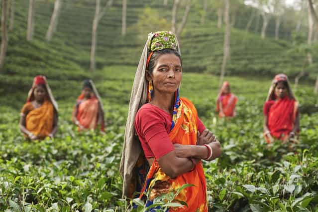[Tea Pickers]. Tea pickers in a tea garden in Srimangal, Bangladesh. (Photo and caption by Simon Urwin/National Geographic Traveler Photo Contest)