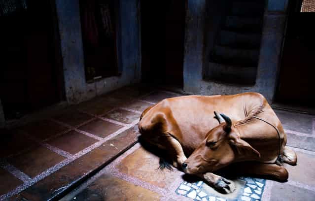 [Peaceful moment]. I was walking on Varanasi streets and suddenly saw this holy cow sleeping. It was a very peaceful moment :) Location: Varanasi, India. (Photo and caption by Matej Lancic/National Geographic Traveler Photo Contest)