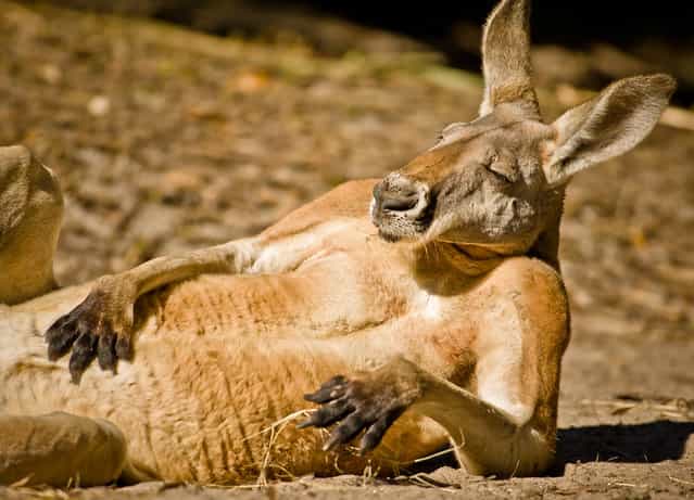 [Portrait of one chilled out Kangaroo]. Jeez Louise...Those cookies were good. Location: Jacksonville Zoo, Jacksonville, Florida, USA. (Photo and caption by Graham McGeorge/National Geographic Traveler Photo Contest)