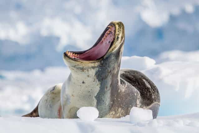 [Leopard Seal – Antarctica]. During a zodiac cruise in Neko Harbour, Antarctica we approach a leopard seal resting on an ice floe. As we came closer his initial indifference to our presence was replaced by a warning growl. He was reminding us that we were the visitors and this was his home – a home where he plays by his own rules. (Photo and caption by Kellie Netherwood/National Geographic Traveler Photo Contest)