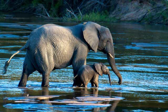 [Walk With Me]. It was amazing to watch several family groups of elephants around the river. The little ones run around and play like puppies, but the tiny ones stay very close to their mothers. We were fortunate to capture this magical moment with mother and baby. Location: MalaMala Game Reserve, South Africa. (Photo and caption by Doug Croft/National Geographic Traveler Photo Contest)