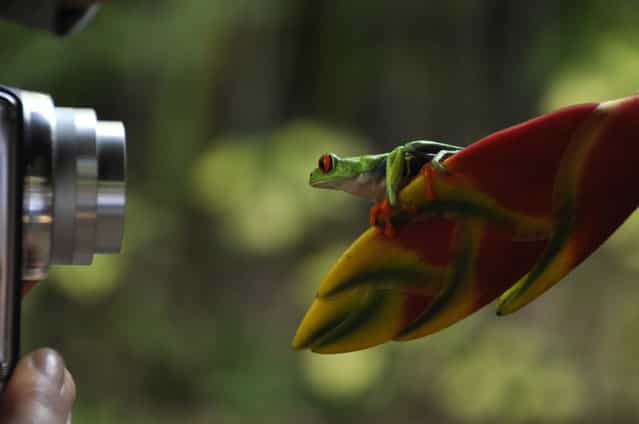 [Tourists]. Red eyed tree frog posing for pictures. Location: Costa Rica. (Photo and caption by Sally Harmon/National Geographic Traveler Photo Contest)