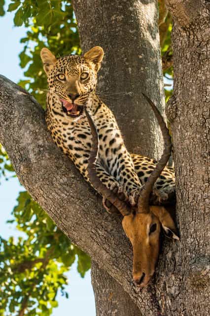 [The Catch]. Captured this young leopard sitting up a tree with its fresh kill in Botswana in southern Africa. The leopard was very proud of itself and spend plenty of time playing with the head of the impala which was perfectly wedged in the fork of the tree. Location: Okavango Delta, Botswana. (Photo and caption by John Sidey/National Geographic Traveler Photo Contest)