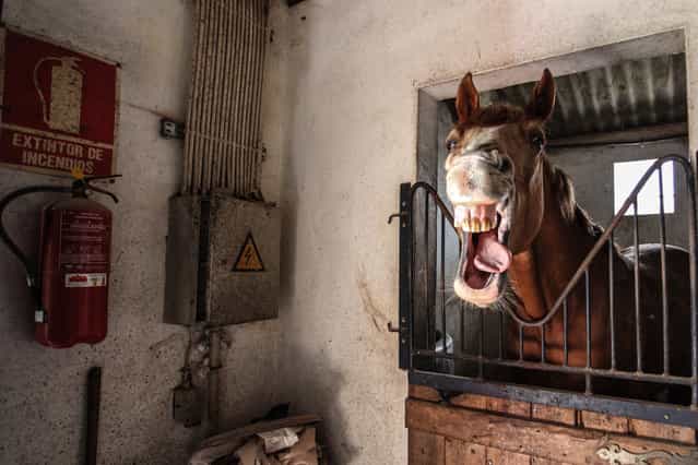 [Horse Face]. I was walking around a farm yard and came across this crazy horse! Location: Avis, Portugal. (Photo and caption by Nick Middleton/National Geographic Traveler Photo Contest)