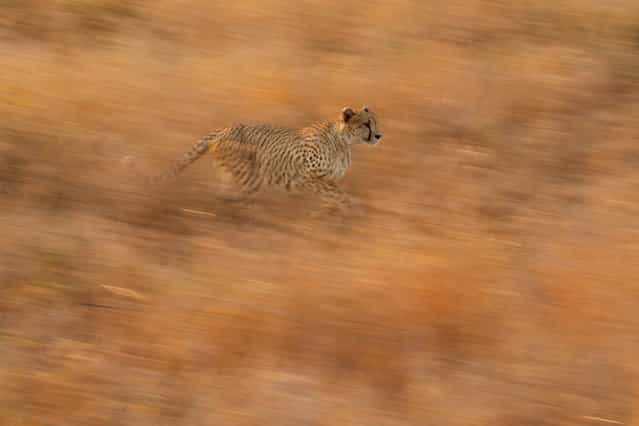 [Motion]. While on safari in Kruger National Park we watched a coalition of four male cheetahs crossing the plain. This one got distracted and fell behind. Once he noticed the others were gone, he sprinted to catch up. I caught him nicely with a slow shutter pan. Location: Kruger National Park, South Africa. (Photo and caption by Doug Croft/National Geographic Traveler Photo Contest)