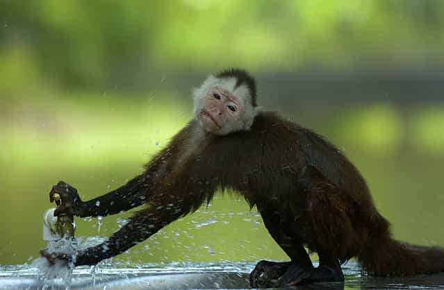 [Naughty monkey]. The capuchin monkey is a real 'demon' in the park Hacienda Napoles. eat garbage, open water taps, and steals food from visitors. Location: Puerto Triunfo, Antioquia, Colombia. (Photo and caption by Guillermo Ossa/National Geographic Traveler Photo Contest)