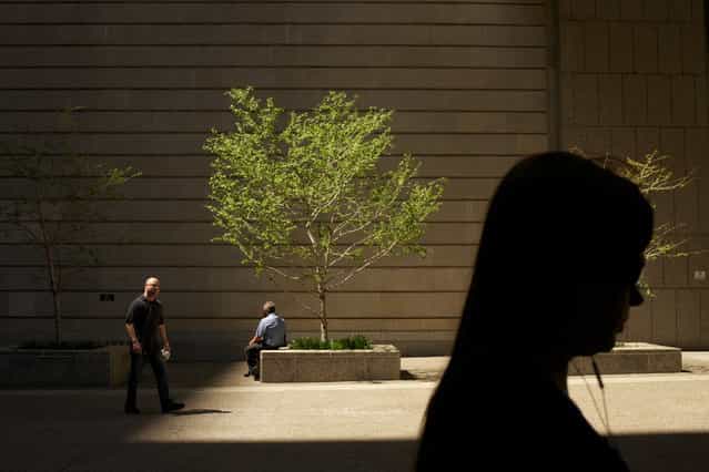 [Untitled]. Sun light illuminates a a tree in downtown San Francisco. (Photo and caption by Adam Cade/National Geographic Traveler Photo Contest)