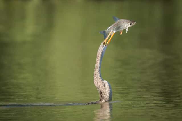 [Fish on sticks]. Anhinga with fresh catch. Anhingas dive underwater hunting for fish that they spear with their sharp beak. Location: Porto Jofre, Pantanal, Mato Grosso, Brazill. (Photo and caption by Alexander Poellinger/National Geographic Traveler Photo Contest)