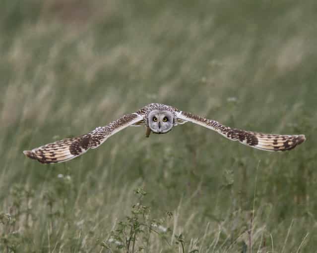 [Eye to eye]. This short eared owl was captured hunting over coastal marshes. I escaped! Location: Steart Point, Somerset, UK. (Photo and caption by John Crabb/National Geographic Traveler Photo Contest)