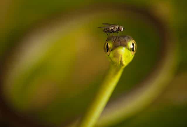 [Fly cap for a vine snake]. A fly lands on the head of a vine snake in the Choco of Colombia. (Photo and caption by Robin Moore/National Geographic Traveler Photo Contest)