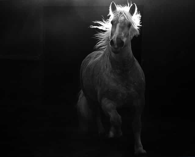 [Shadows into Light]. In the last of the afternoon light, my mare started running and kicking up dust. I was panning with her as she ran into the shadow of the barn. As she spun around, her mane lifted up and caught the last rays of the day. Location: San Dimas, CA. (Photo and caption by Shayne Mcguire/National Geographic Traveler Photo Contest)