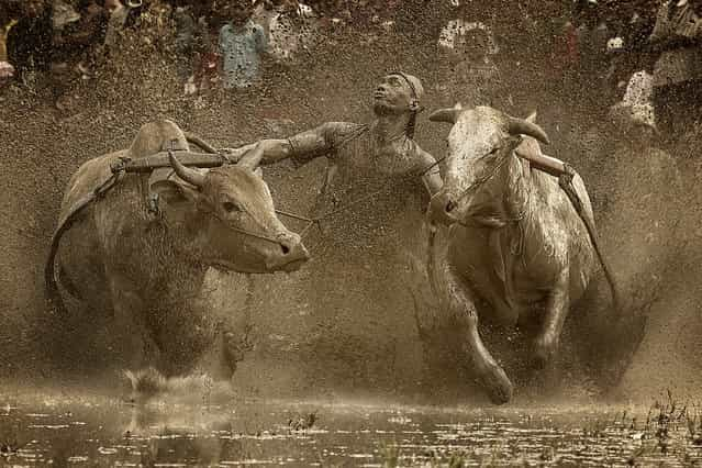 [Outburst]. This image was taken at Pacu Jawi Festival. A Traditional Bull-race that usually held after harvesting period, by Minangkabau People especially villagers at Tanah Datar, West of Sumatera. Best cows and jockeys are judge by the way they run the track fast and straight. Every race always attended by hundreds of people around the region, along with a farmers fair that held there. This event were only exist in Tanah Datar, Minangkabau Region, West of Sumatera. (Photo and caption by Fauzan Maududdin/National Geographic Traveler Photo Contest)