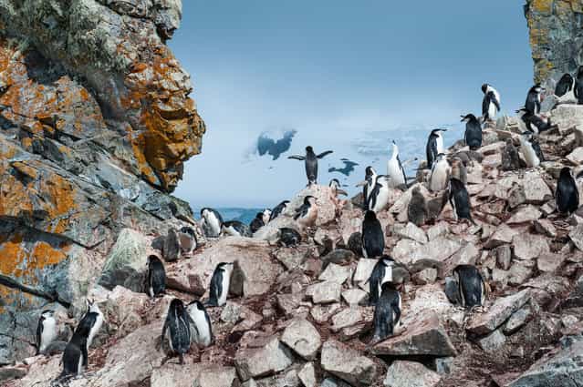 [King of the penquins]. Taken at Booth Island in Antartica. (Photo and caption by Nancy Dowling/National Geographic Traveler Photo Contest)