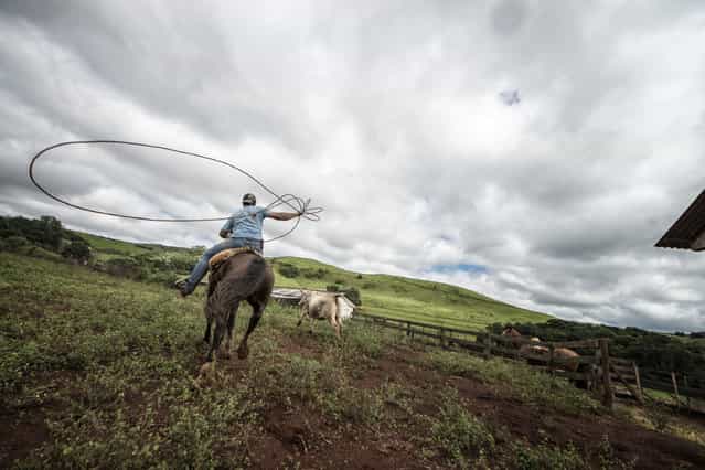 [Gaucho's lasso]. Brazilian Gaucho riding a wild Criollo horse to round lasso bulls. Location: Paranà, Brazil. (Photo and caption by Chris Schmid/National Geographic Traveler Photo Contest)