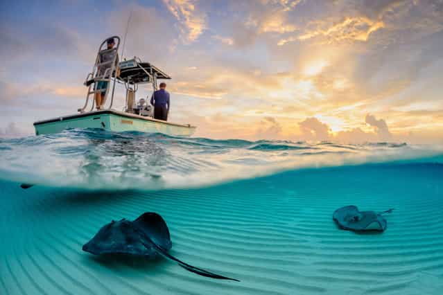 [Stingray Split]. Years ago, fisherman would dump their scraps overboard at this location, as they came into harbour. The southern stingrays (Dasyatis americana) pictured soon learnt about this free meal, and have congregated there in large numbers. Location: Stingray Sandbar, Grand Cayman. (Photo and caption by Thomas Pepper/National Geographic Traveler Photo Contest)