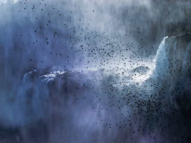[Swifts over the fall]. This picture was taken at the majestic Iguazú Falls. The flight of these flock of swifts across the huge waterfalls portrait the sense of freedom and wildness that belongs to this fantastic world wonder. Location: Puerto Iguazú, Misiones, Argentina. (Photo and caption by Filippo Pellegrini/National Geographic Traveler Photo Contest)