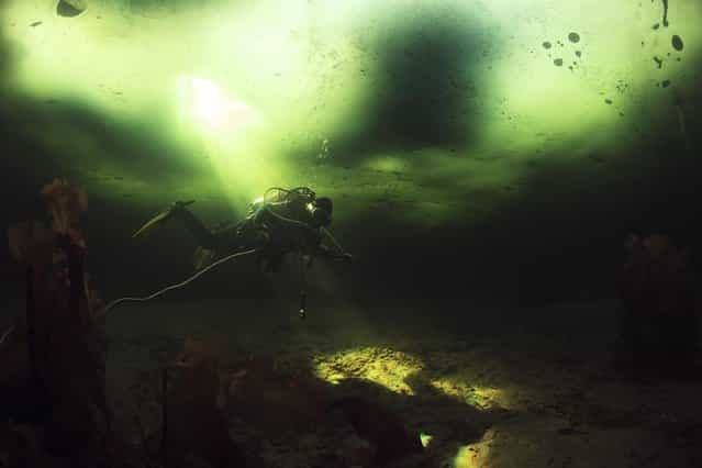 [Under the ice]. When diving under the 50cm thick ice, all you see is green around you and a ray of white from the hole you came in through... An incredible out of this world feeling. You realize how small and fragile you are compared to the power of nature. Location: White sea, Russia. (Photo and caption by Dafna Ben Nun/National Geographic Traveler Photo Contest)