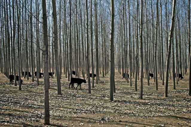 [Huairou County, China]. Herd of cows passing through a grove of trees, Huairou County, China. (Photo and caption by Ben Longland/National Geographic Traveler Photo Contest)