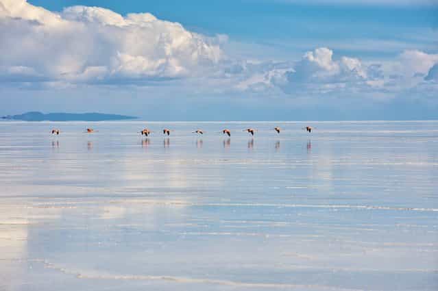 [Flamingos in transit]. Flamingos flying over the Bolivian saltflats. Location: Potosi, Bolivia. (Photo and caption by Anders Backman/National Geographic Traveler Photo Contest)