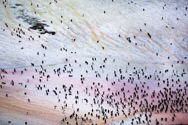 [Painting Feet]. At the Adelie Penguin colony near Esperanza Base, in Antarctica, the penguins color the snow with their feet as they shuttle between the sea and the colony. (Photo and caption by Gaston Lacombe/National Geographic Traveler Photo Contest)