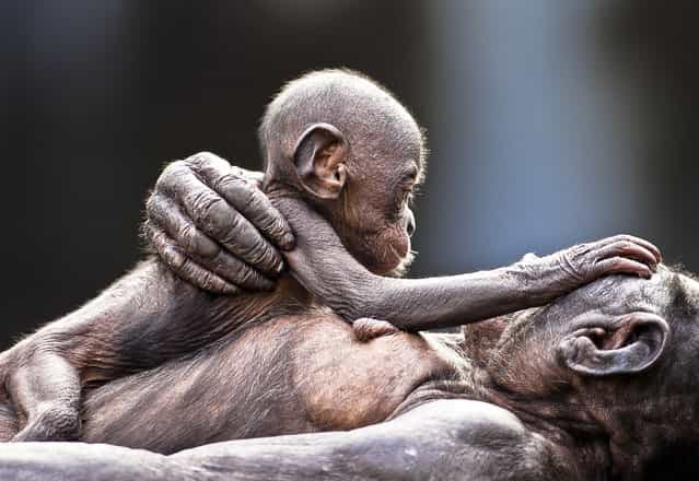 [Love Bonobo Style!] This hairless baby Bonobo looks for affection from it's mother at the Jacksonville Zoo in Florida. The hair loss is due to over grooming from being in captivity. (Photo and caption by Graham McGeorge/National Geographic Traveler Photo Contest)