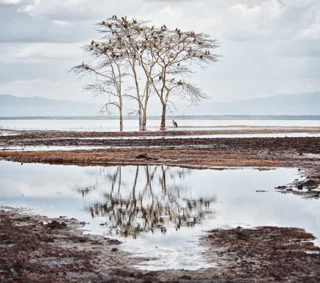 [Birds]. This photo was taken in Nakuru Kenya. It was a deserted spot with dozens of birds on the tree. (Photo and caption by Romana Wyllie/National Geographic Traveler Photo Contest)