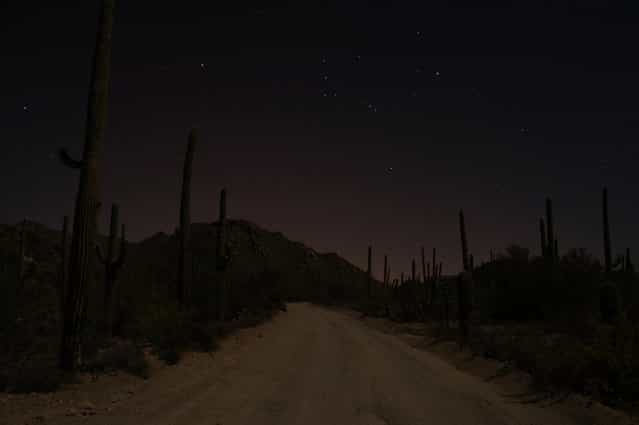 [Moonlit Hohokam Road, Saguaro National Park West, Arizona]. After a full day's hike around Saguaro, I found myself returning in the darkness, having once again miscalculated my daylight allowance. I stepped carefully along the darkening trail, scanning the ground for silhouettes of rattlesnakes and spiny chollas. Luckily, this was a full-moon night, and my path was soon illuminated with a blue-grey haze, criss-crossed with shadows of tall cactus sentinels. I finished my hike by moonlight, and stopped to take this picture on the drive back to my campsite. (Photo and caption by Matt Relkin/National Geographic Traveler Photo Contest)